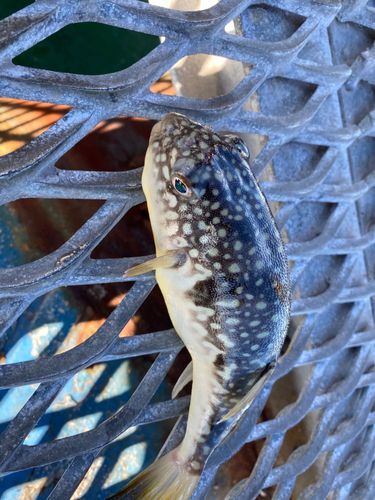 フグの釣果