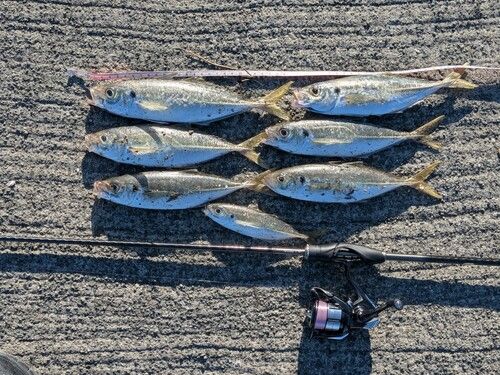 マアジの釣果