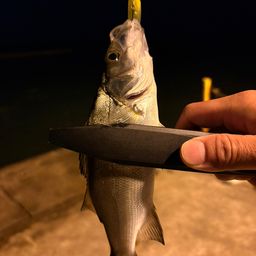 セイゴ（ヒラスズキ）