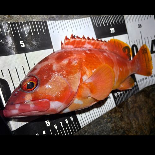 神戸港（延岡）