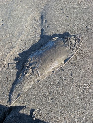シタビラメの釣果