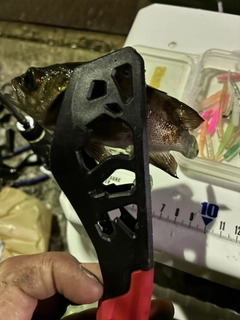 クロメバルの釣果