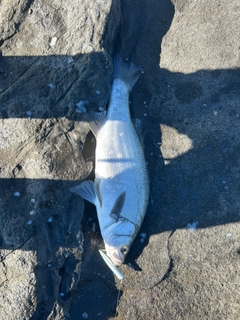 ヒラスズキの釣果