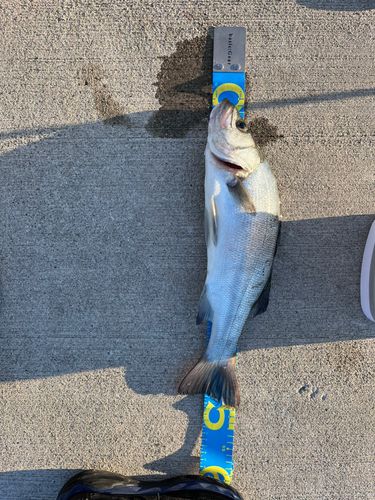 ヒラスズキの釣果