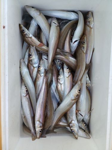 シロギスの釣果