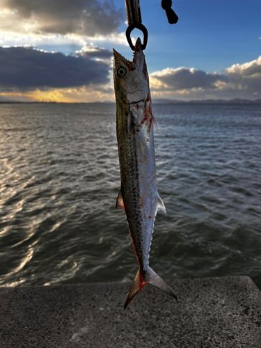サゴシの釣果