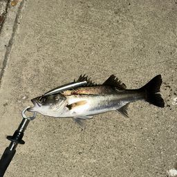 フッコ（マルスズキ）