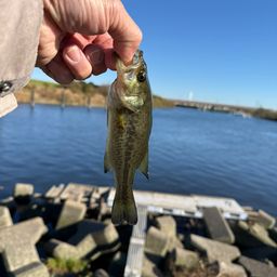 ラージマウスバス