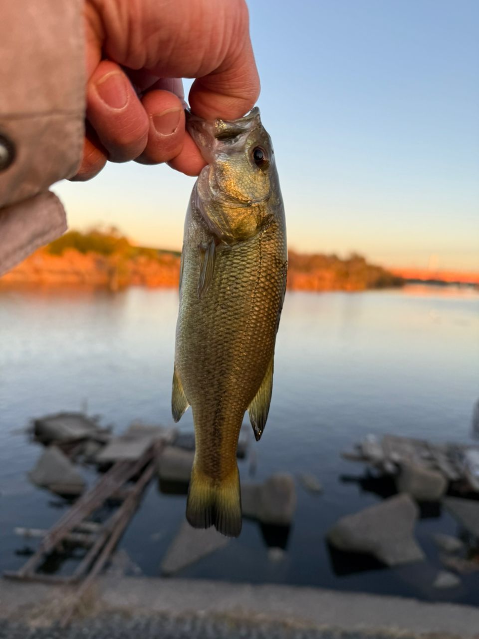 ラージマウスバス