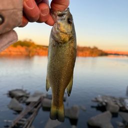 ラージマウスバス