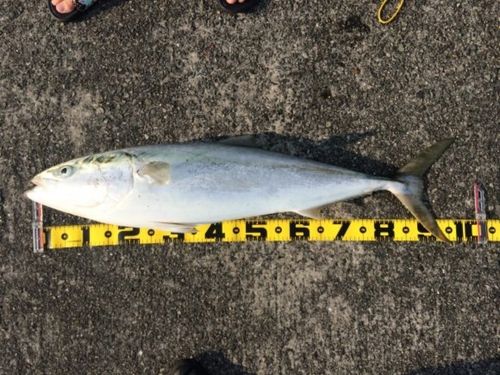 ブリの釣果