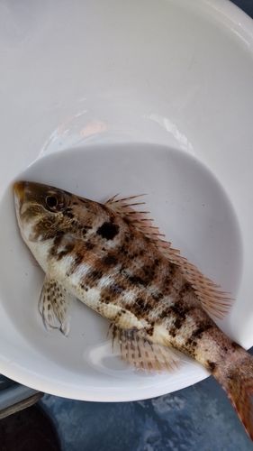 カワハギの釣果