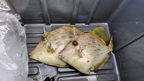 カワハギの釣果