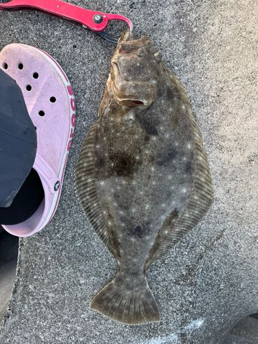 ヒラメの釣果
