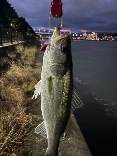 スズキの釣果