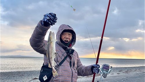 コマイの釣果