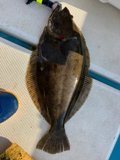 ヒラメの釣果