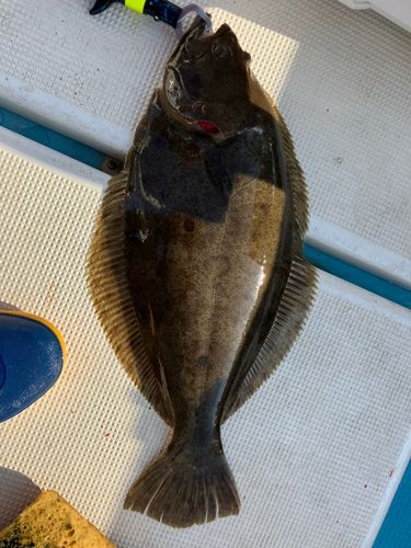ヒラメの釣果