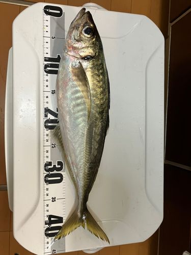 マアジの釣果
