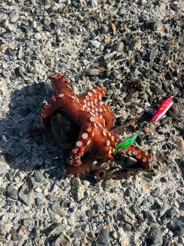 タコの釣果
