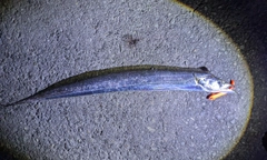 タチウオの釣果