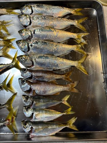 東京湾（アクアライン〜富津）