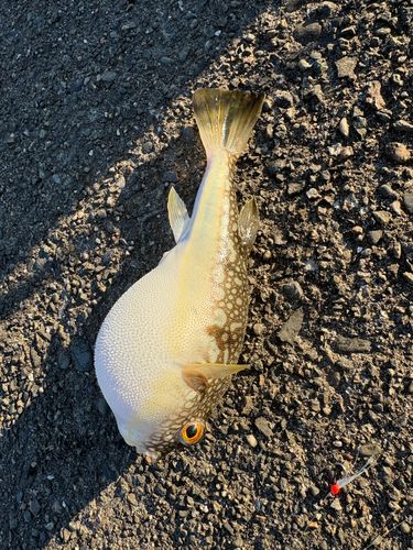 クサフグの釣果