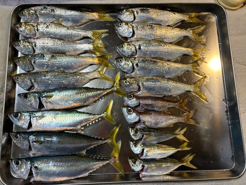 サバの釣果
