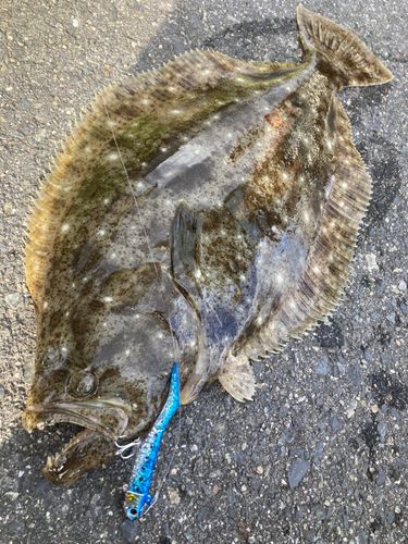 ヒラメの釣果