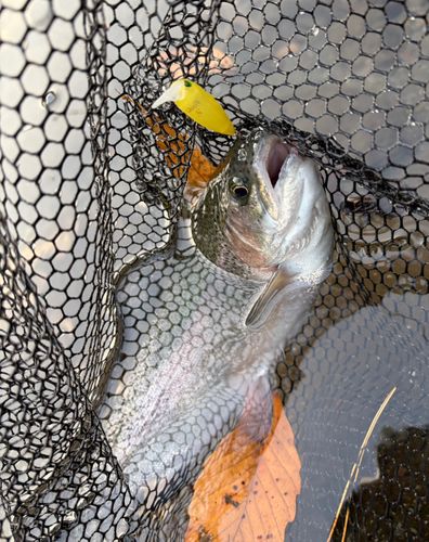 ニジマスの釣果