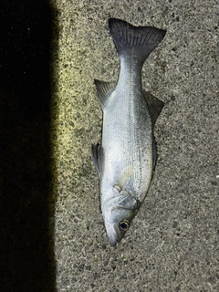 セイゴ（ヒラスズキ）の釣果