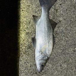 セイゴ（ヒラスズキ）