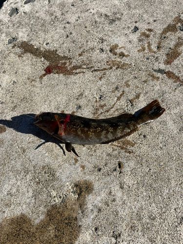 アイナメの釣果