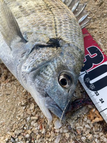 ミナミクロダイの釣果
