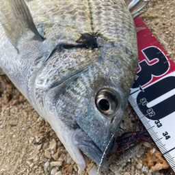 ミナミクロダイ