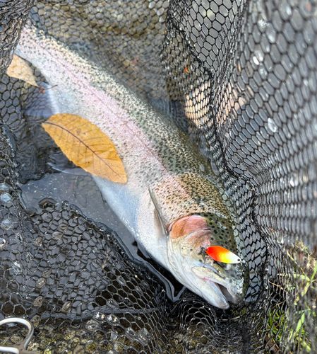 ニジマスの釣果