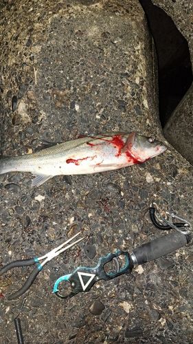 ディズニーリゾート付近