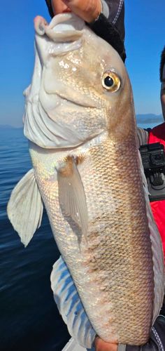 シロアマダイの釣果