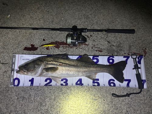 シーバスの釣果