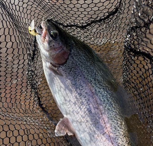 ニジマスの釣果