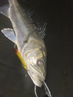 フッコ（マルスズキ）の釣果