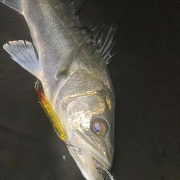 フッコ（マルスズキ）