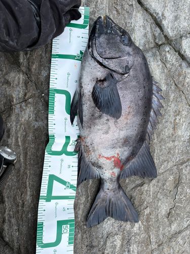 イシダイの釣果