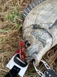 ミナミクロダイの釣果