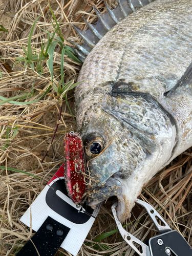ミナミクロダイの釣果