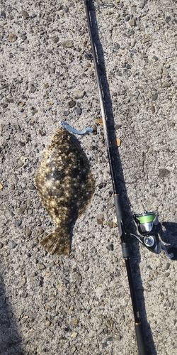 ヒラメの釣果