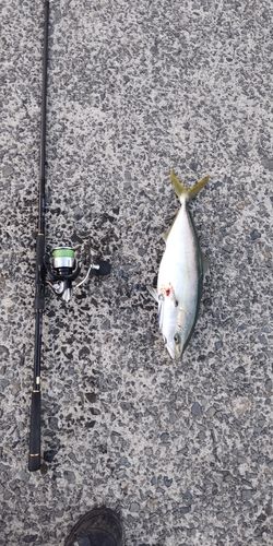 ヤズの釣果