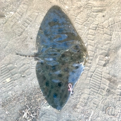 ツバクロエイの釣果