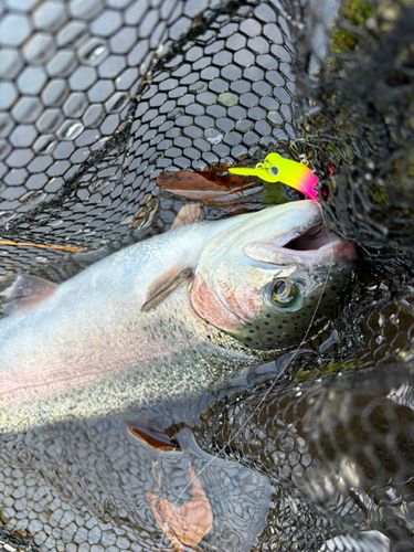 ニジマスの釣果