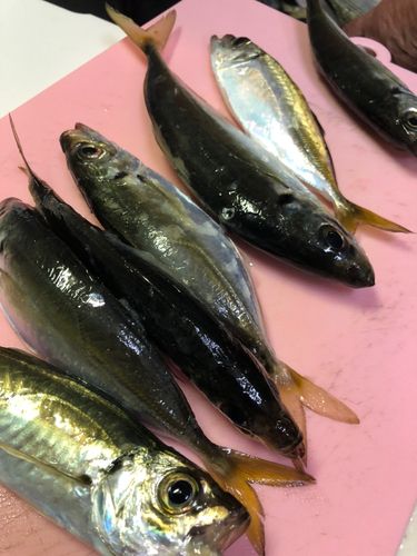 マアジの釣果